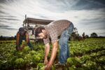 EDEKA UNSERE HEIMAT, LANDWIRTSCHAFT ERZEUGER, SALATERNTE, OBSTERNTE